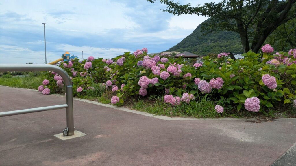 マンモスプレイパークTARUMIの紫陽花