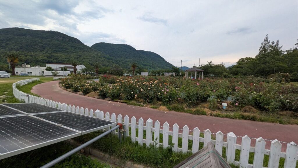 マンモスプレイパークのバラ園と外周路