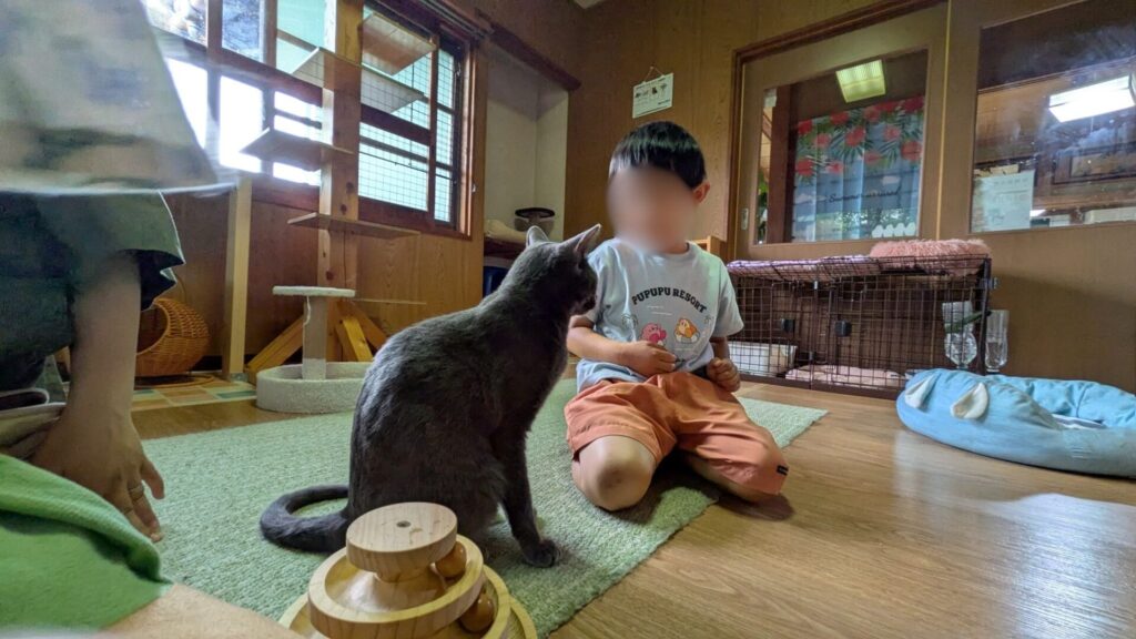 そらまめの家のふれあいスペースと猫と子ども