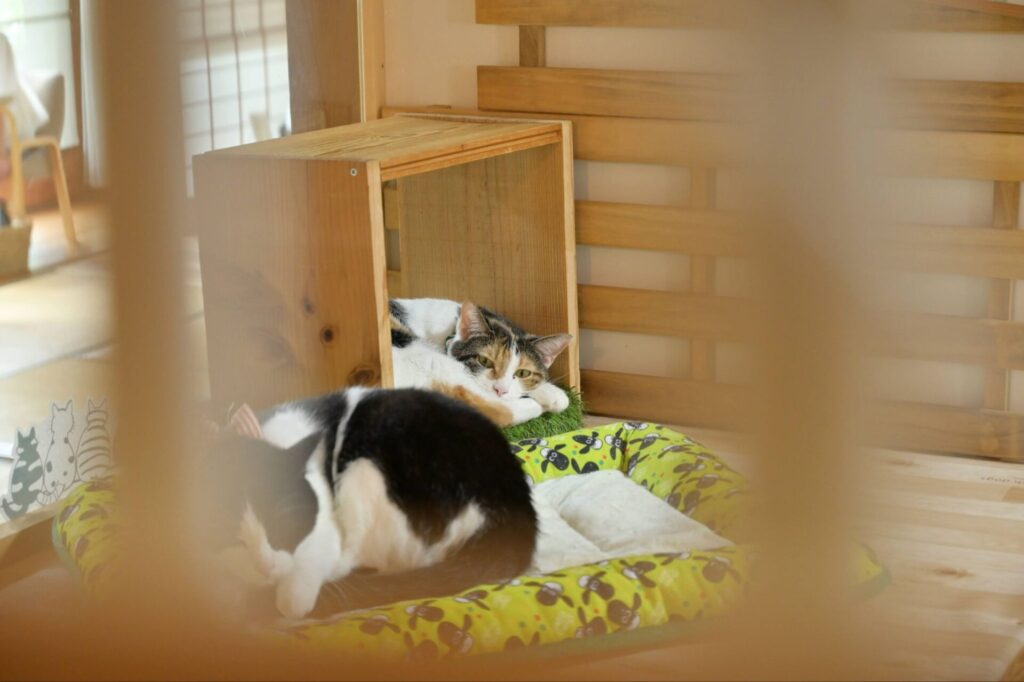 そらまめの家のふれあいスペース１の猫