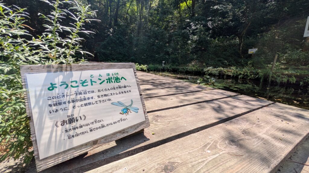 ドングリランド内トンボ池