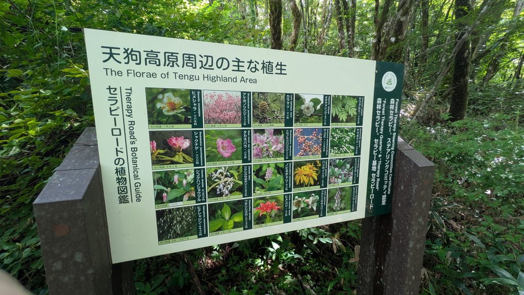 天狗高原セラピーロードの植生