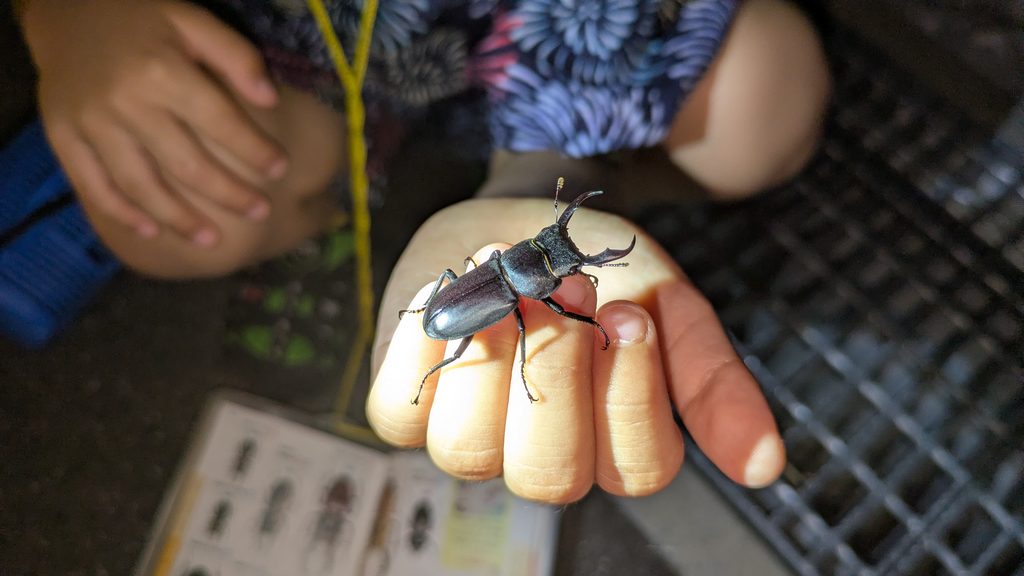 黒潮本陣で見つけたクワガタ