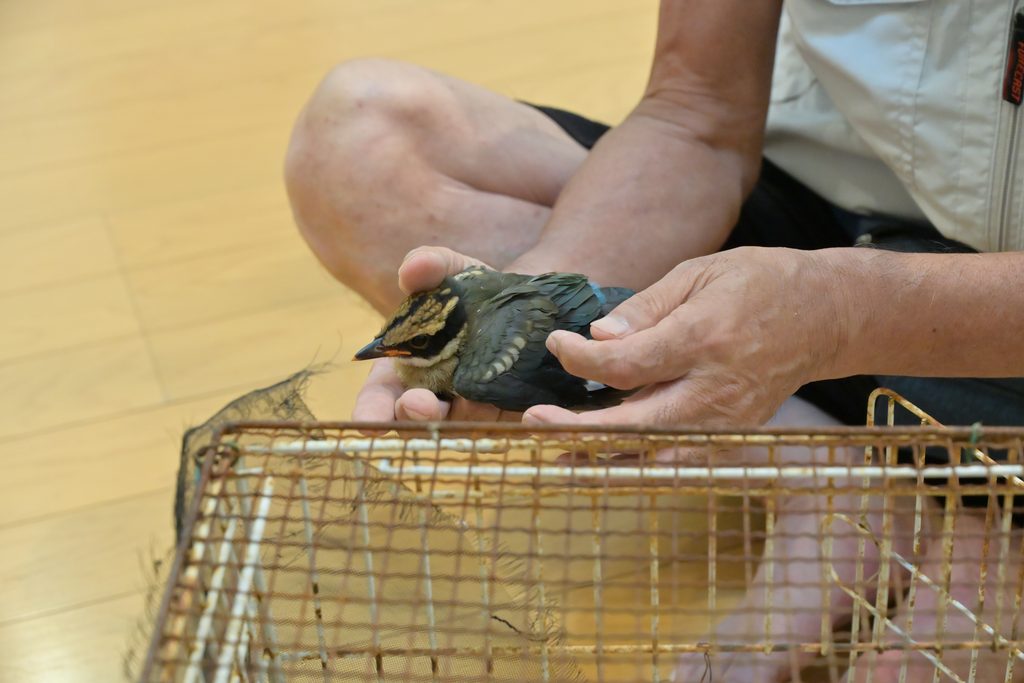 保護されたヤイロ鳥